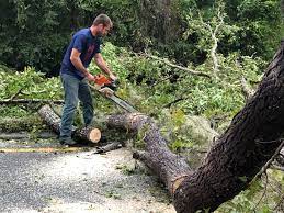 How Our Tree Care Process Works  in  Fort Myers Beach, FL