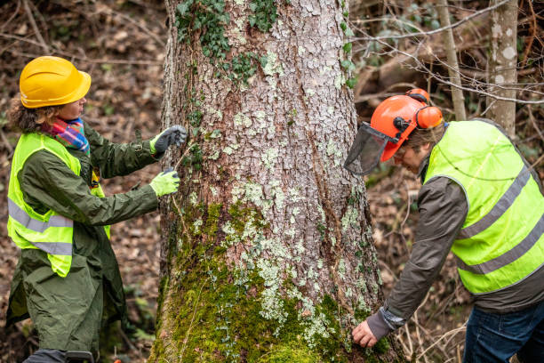 Reliable Fort Myers Beach, FL Tree Services Solutions