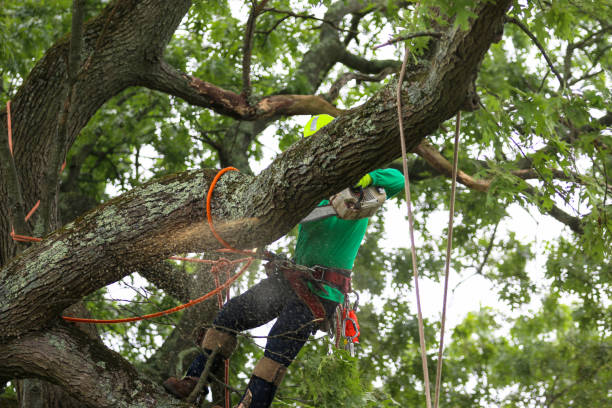 Best Storm Damage Tree Cleanup  in Fort Myers Beach, FL