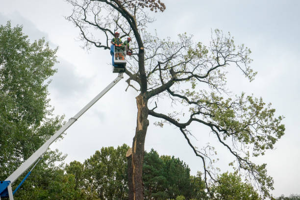 Best Tree Disease Treatment  in Fort Myers Beach, FL