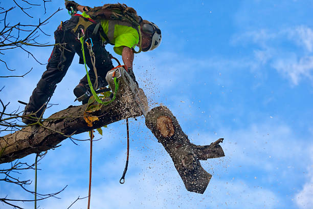 Best Root Management and Removal  in Fort Myers Beach, FL